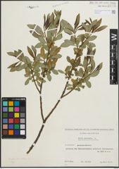 Foto von Salix pentandra L.